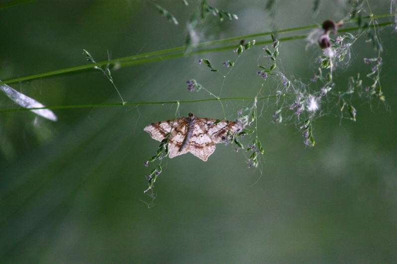 Geometridae ?